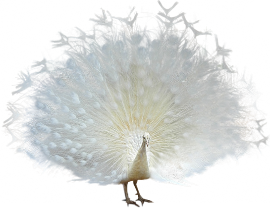 White Peafowl Male