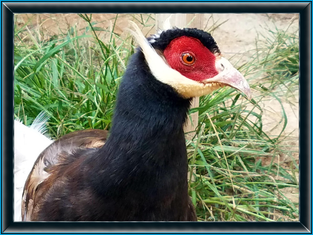 Brown Ear Pheasant