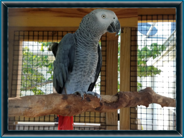 Congo African Grey