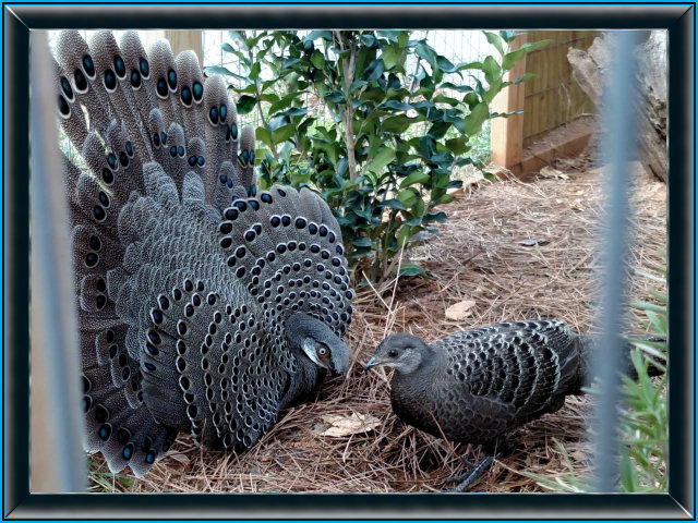 Grey Peacock Pheasant