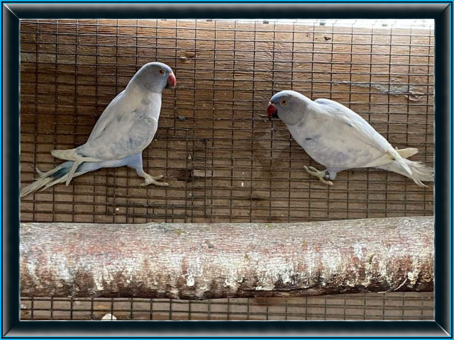 Indian Ringneck