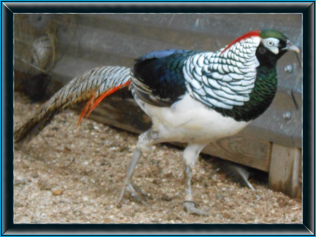 Lady Amherst Pheasant