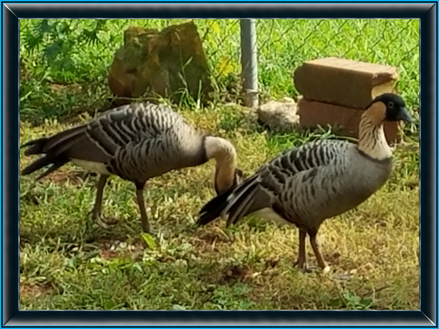 NeNe Geese