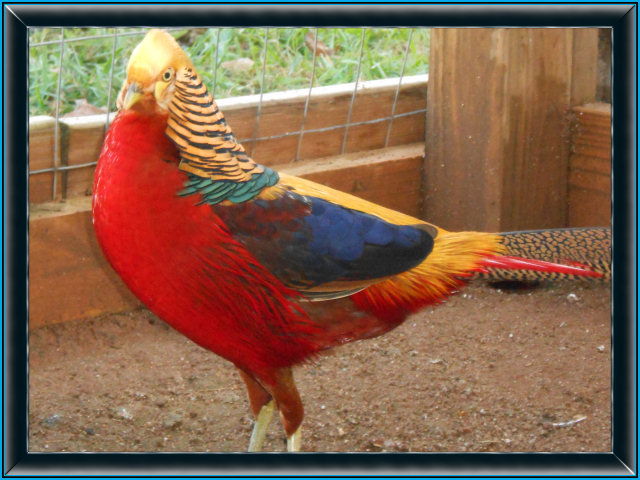 British Golden Pheasant population deemed functionally extinct - BirdGuides