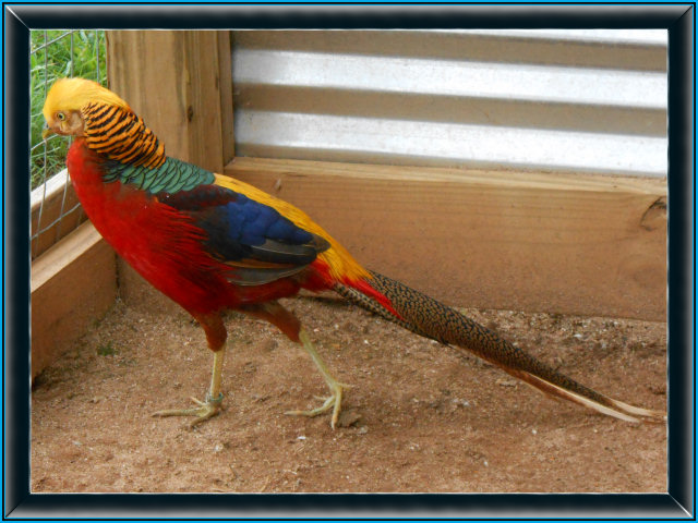 British Golden Pheasant population deemed functionally extinct - BirdGuides