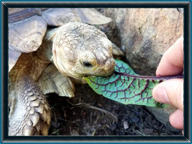 Sulcata