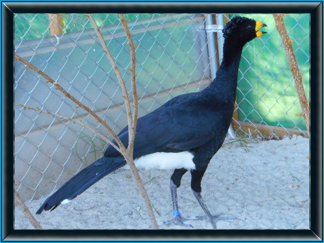 Curassow